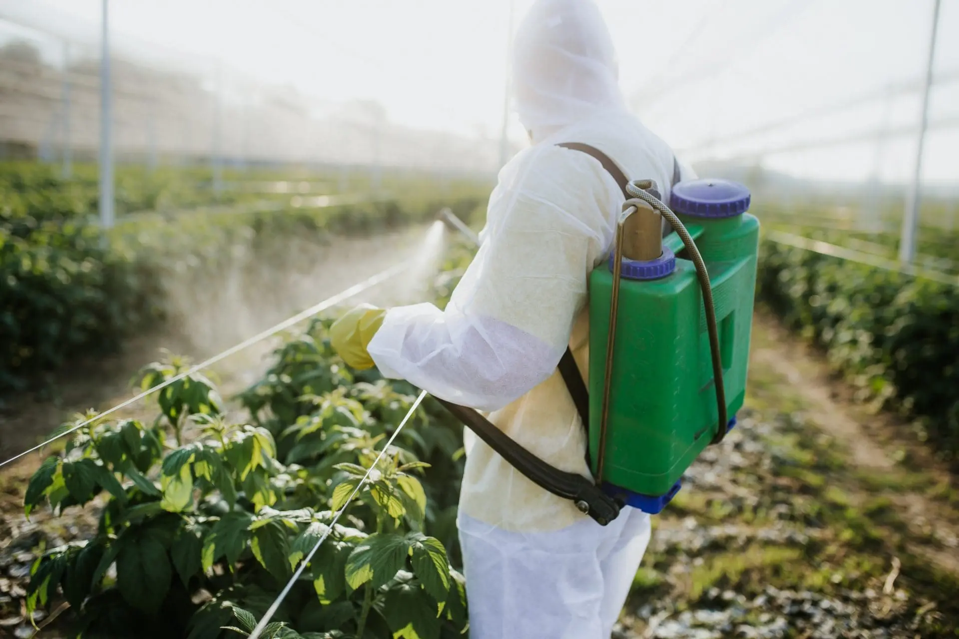 Adherent (formerly Compliance & Risks). A person in a white protective suit and yellow gloves sprays green crops with a green backpack sprayer in a field.