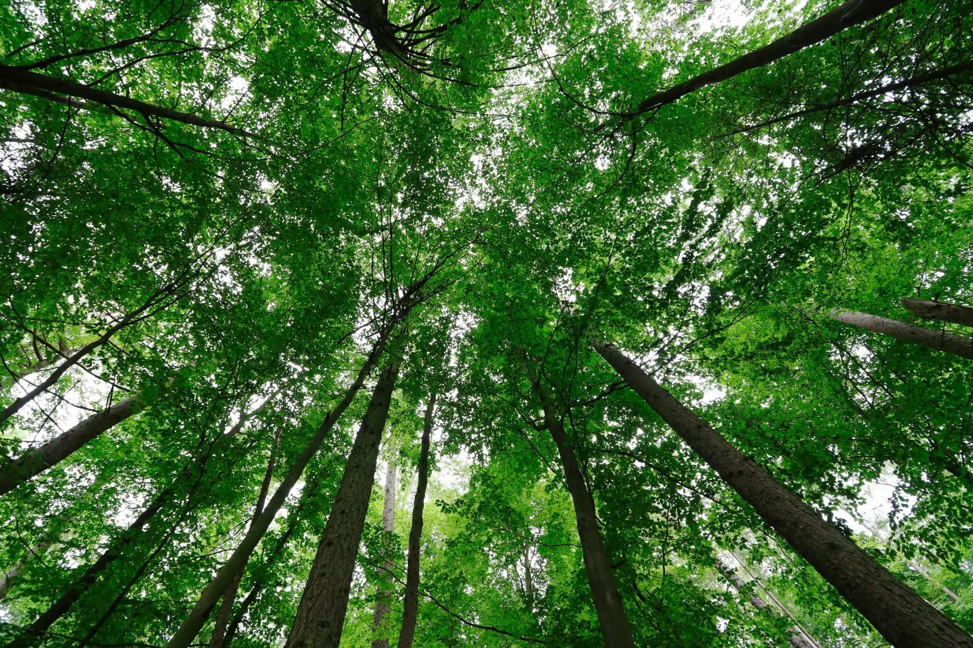 A low-angle view looking up into a dense forest, showing tall tree trunks and a thick canopy of bright green leaves against a bright sky.