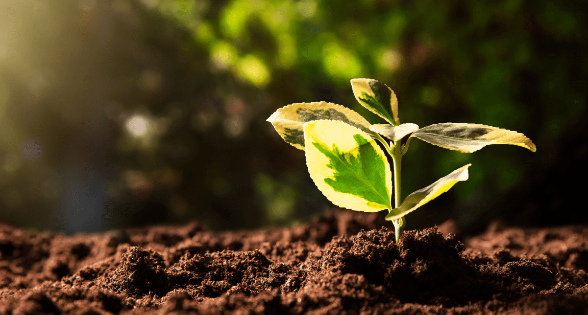 Adherent (formerly Compliance & Risks). Growing plant - concept for Asia’s Evolving ESG Disclosure Rules