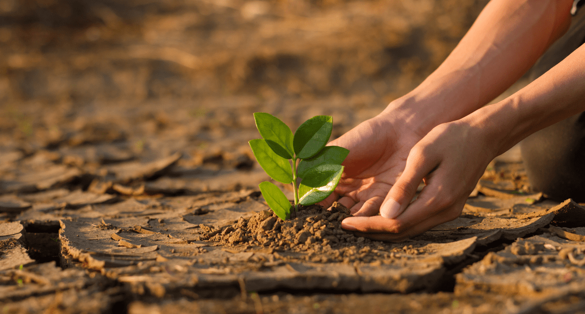Adherent (formerly Compliance & Risks). Hands planting a tree in dry cracked soil - concept for climate disclosures