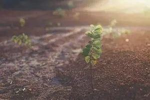 Adherent (formerly Compliance & Risks). A small green plant with oval leaves growing in dry, reddish-brown soil, with bright sunlight in the upper right background.