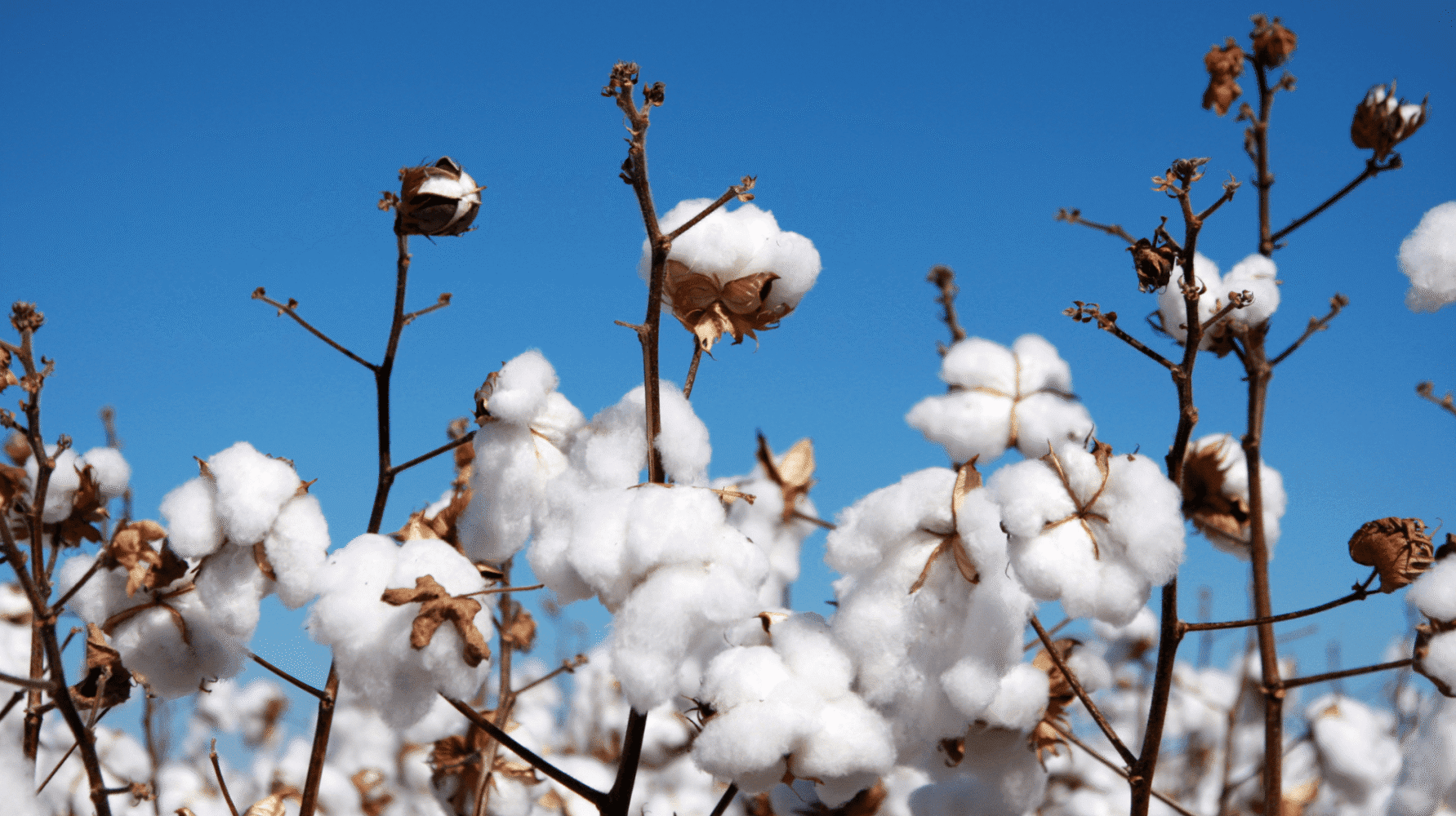 Adherent (formerly Compliance & Risks). Sustainable Apparel and Textiles Conference USA