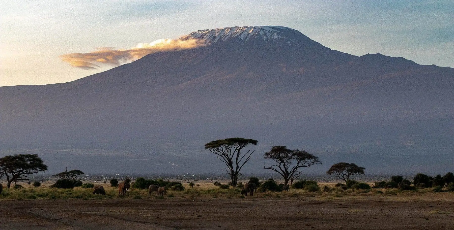 Adherent (formerly Compliance & Risks). A wide shot of Mount Kilimanjaro with snow on its peak and golden clouds, overlooking an African savanna where a herd of elephants grazes among acacia trees.