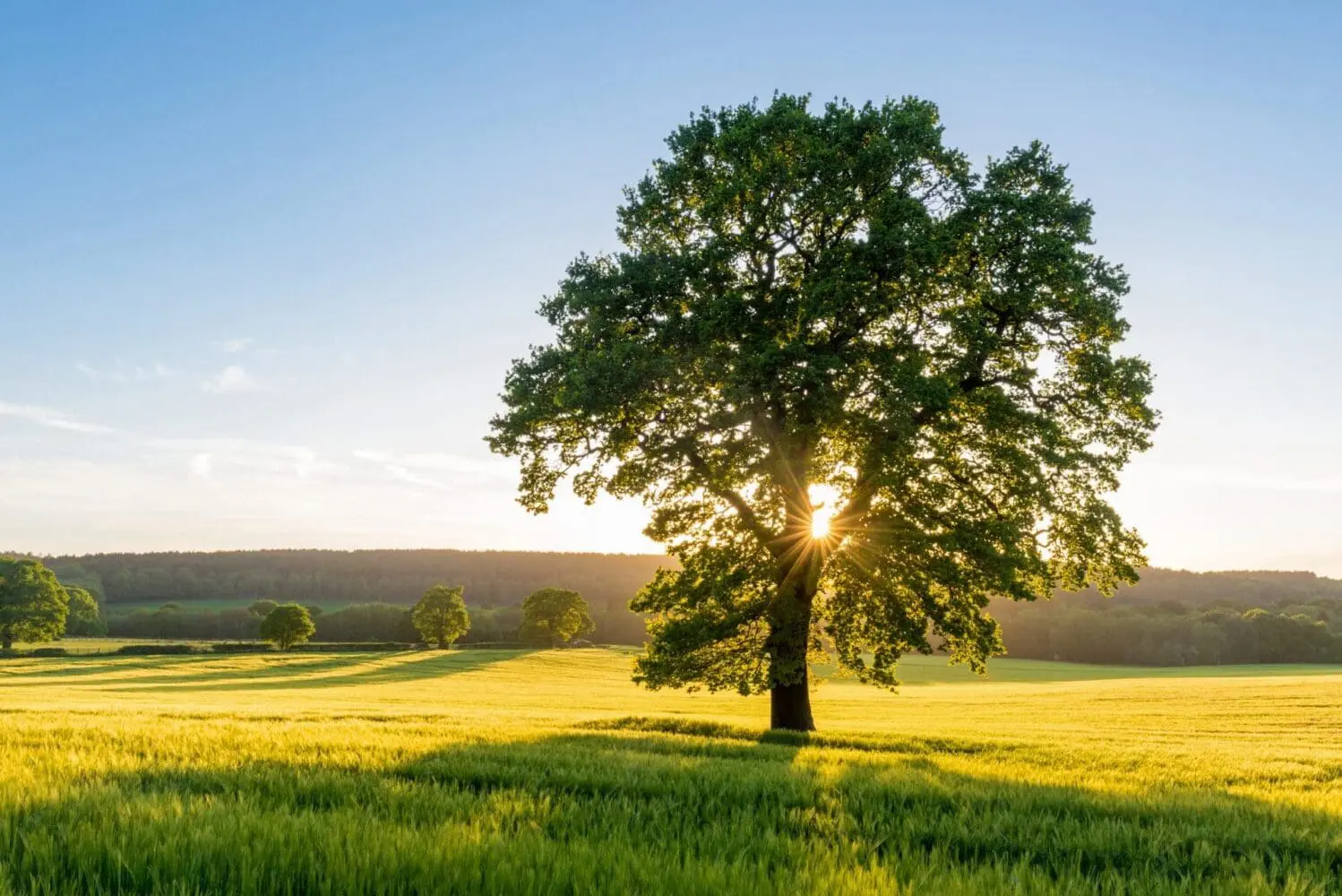 Adherent (formerly Compliance & Risks). A large tree with green leaves stands in a field of green and yellow crops, with the sun shining through its branches, casting long shadows. A forest line is visible in the distance under a blue sky.