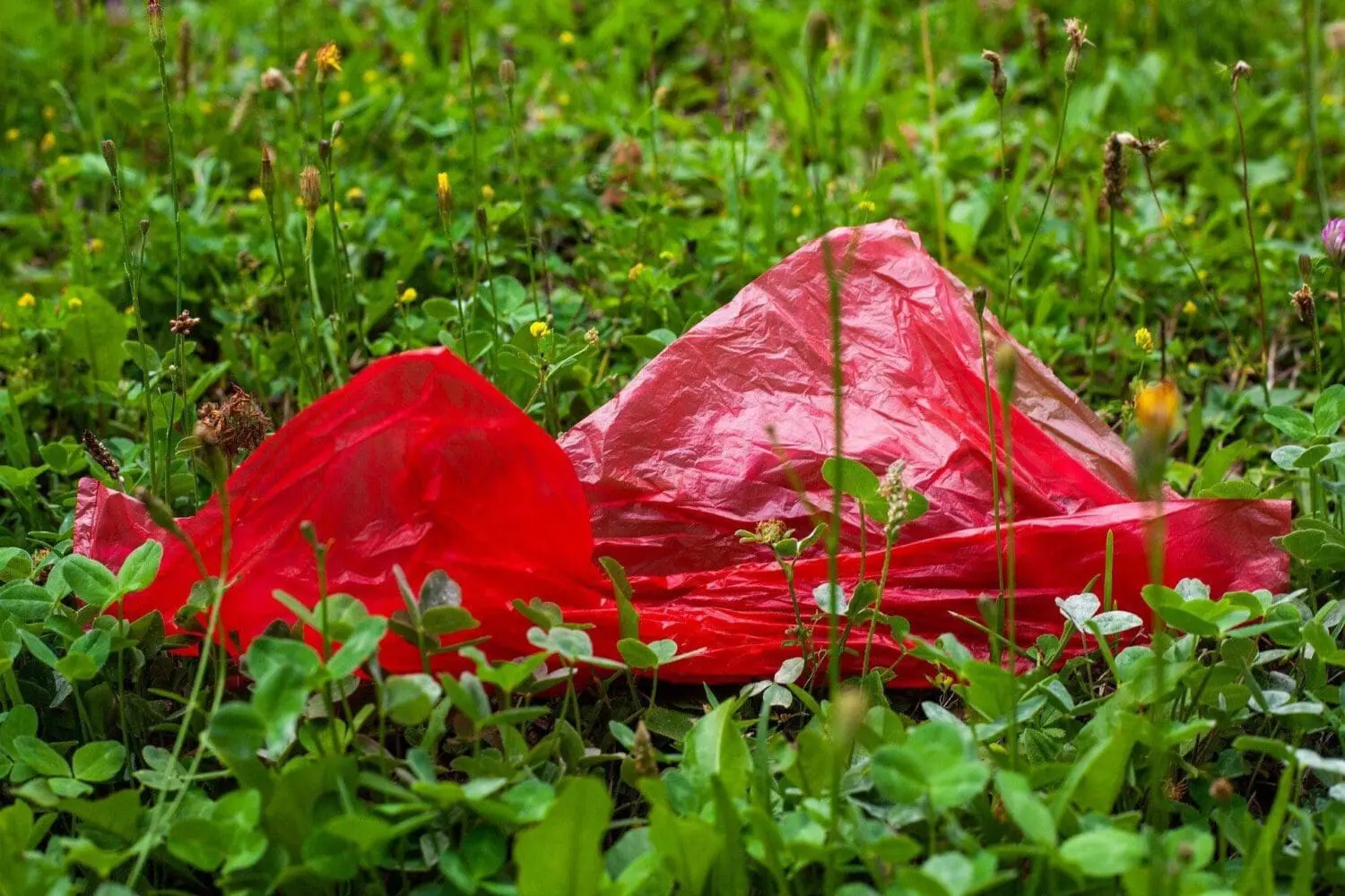 Adherent (formerly Compliance & Risks). A crumpled, bright red plastic bag lies in green grass and clover, with small yellow flowers in the background.