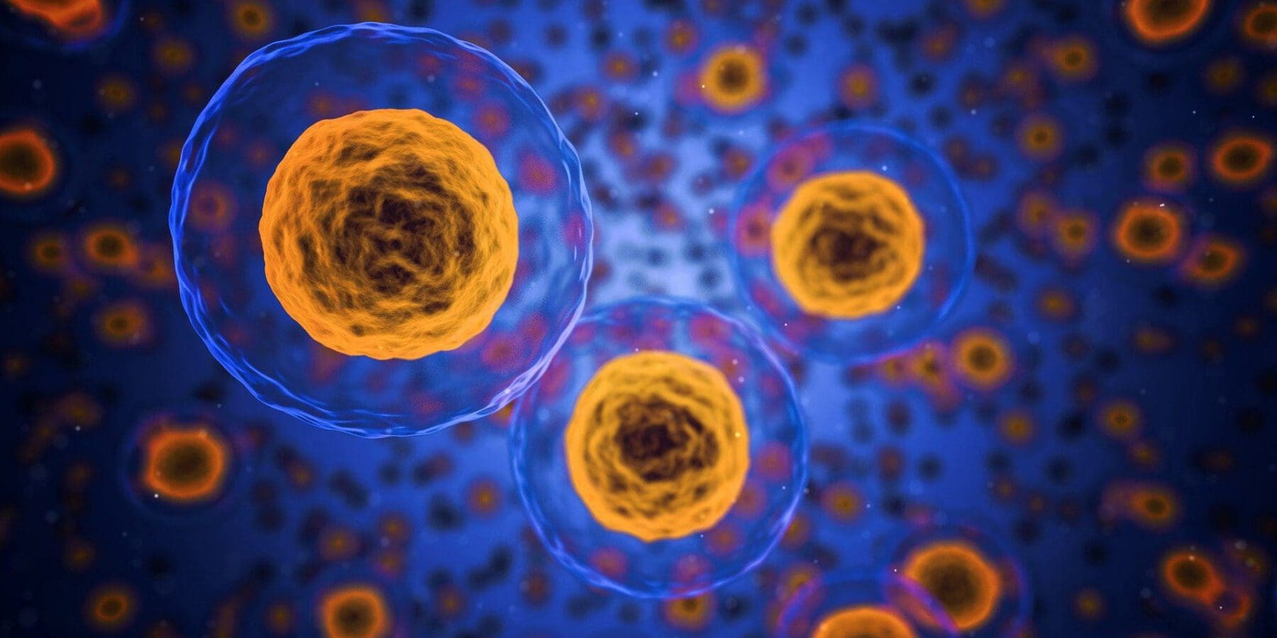Microscopic image of multiple cells with translucent blue outer membranes and textured orange-yellow nuclei against a dark blue background.