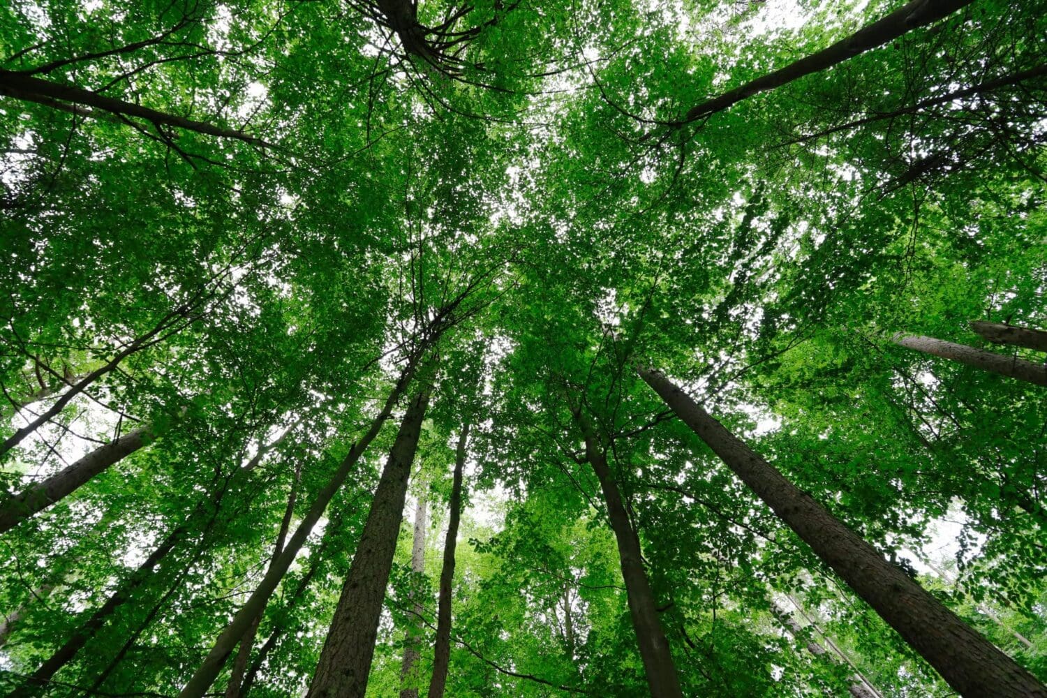 A low-angle view looking up into a dense forest, showing tall tree trunks and a thick canopy of bright green leaves against a bright sky.