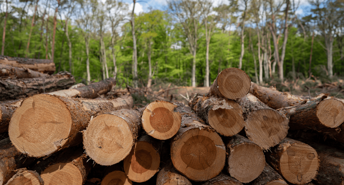 Cut down trees in forest - concept for EU deforestation regulation