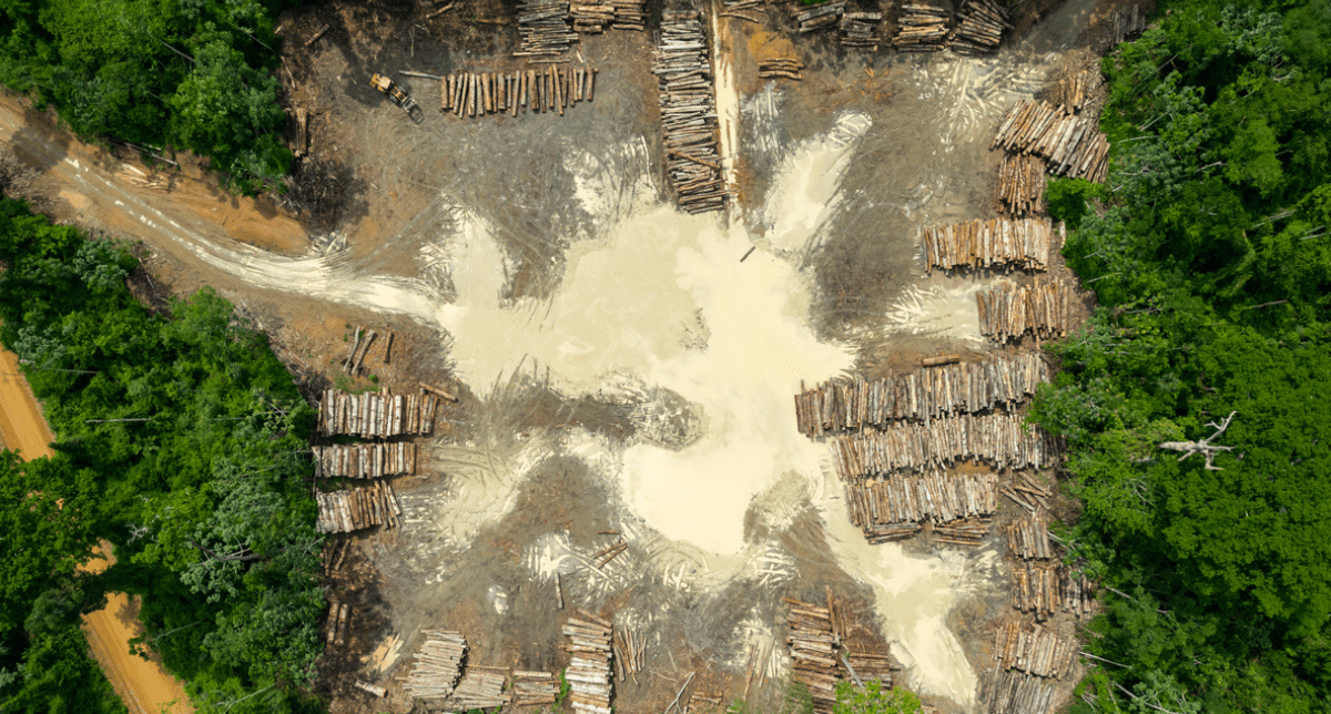 EU deforestation regulation