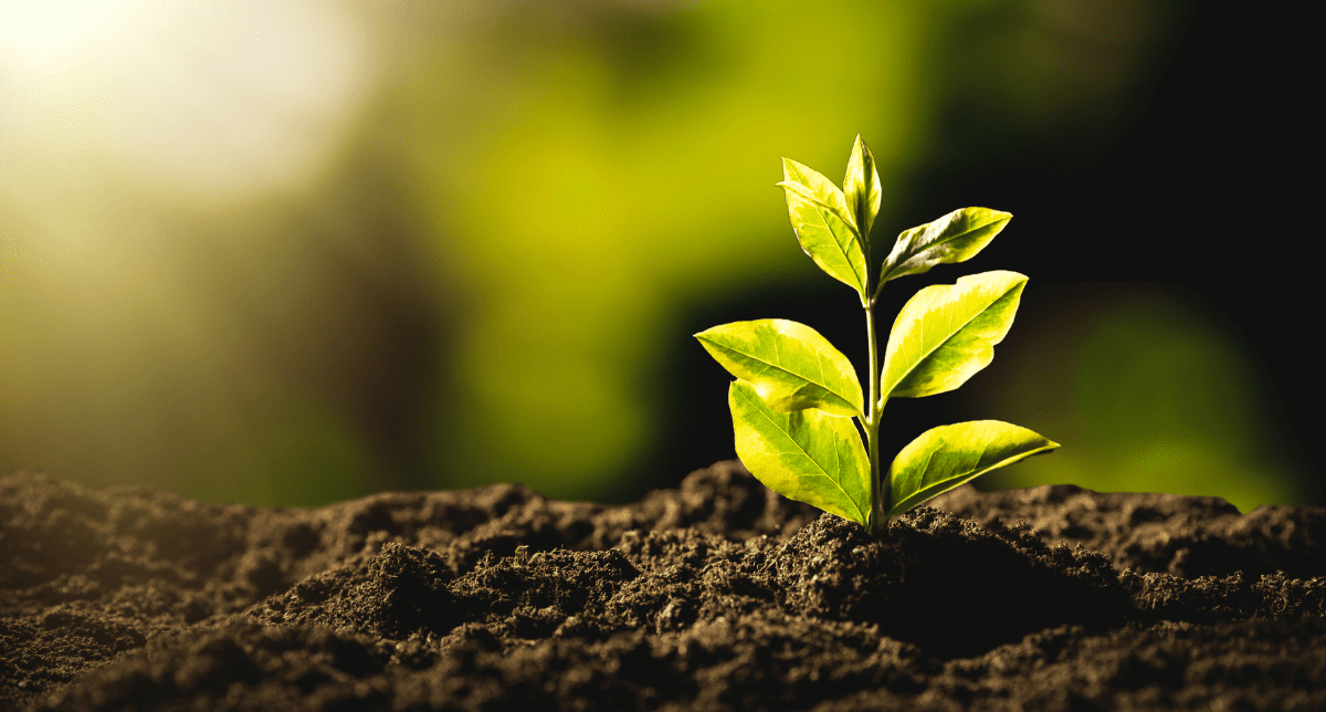 Growing plant - concept for EU sustainability simplification efforts