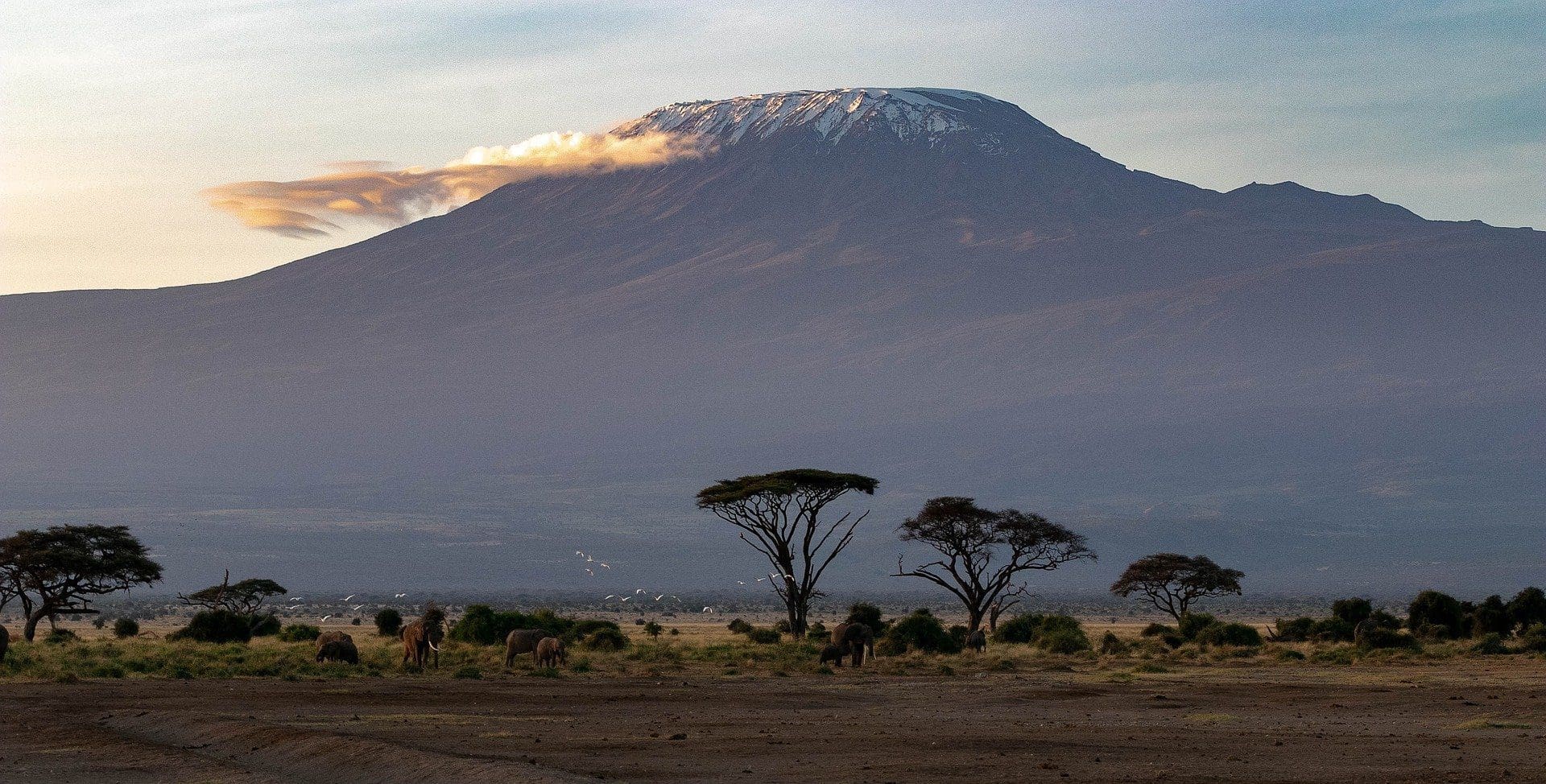 Adherent (formerly Compliance & Risks). A wide shot of Mount Kilimanjaro with snow on its peak and golden clouds, overlooking an African savanna where a herd of elephants grazes among acacia trees.