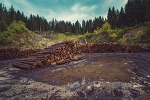 forestry-960806_1920