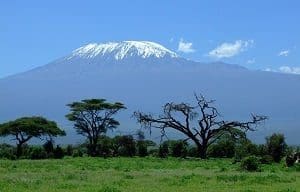 Mount Kilimanjaro with a snow-capped peak, overlooking a green savanna with leafy and bare trees under a blue sky.