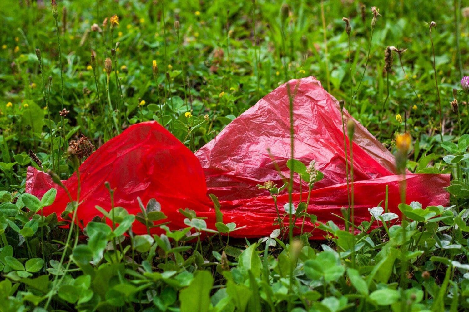 A crumpled, bright red plastic bag lies in green grass and clover, with small yellow flowers in the background.